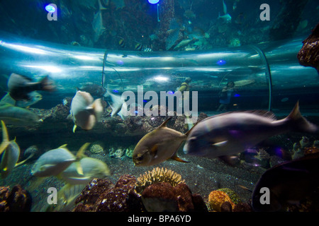 Cerca in un gigantesco acquario all'Underwater World Aquarium sull'Isola di Sentosa, Singapore Foto Stock