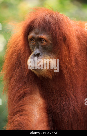 A Sumatra orango a Singapore Zoo. Foto Stock