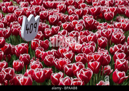 Tulips Leen van der Mark festival dei fiori Michigan MI immagini foto fotografia vendita su alamy orizzontale in USA US ad alta risoluzione Foto Stock