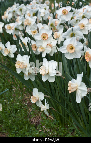 Il prato di Daffodils bianchi dall'alto vicino ai fiori di primo piano nella verticale pagarden dall'angolo anteriore basso nessuno negli Stati Uniti ad alta risoluzione Foto Stock