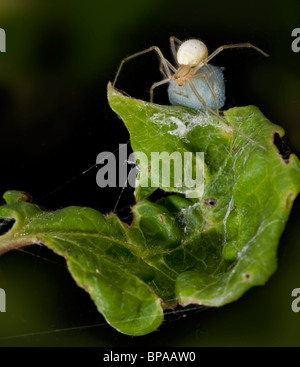 Pettine femmina footed spider, Enoplognatha ovata, tendendo il suo uovo bluastro sac che è nascosto in un arrotolato a foglia, Foto Stock