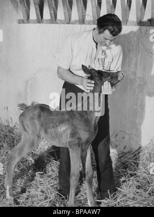 STEWART GRANGER CON PULEDRO BLANCHE FURY (1948) Foto Stock