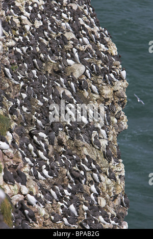 Nidificazione di uccelli marini sul vecchio rosso scogliere di arenaria a Fowlsheugh RSPB riserva naturale in Kincardineshire, in Scozia nel mese di giugno. Foto Stock