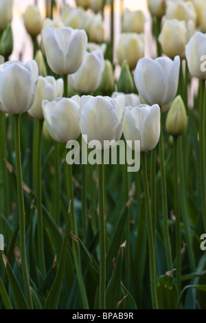 TulipTime Festival olandese all'Holland Michigan negli Stati Uniti tulipani bianchi trionfatore splendidi fiori in fiore nessuno immagini immagini ad alta risoluzione verticale Foto Stock