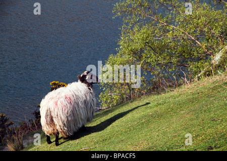 Buttermere Herdwick pecore pascolano vicino alla riva del Lago di primavera in maggio, Cumbria "Il Lake District' Inghilterra REGNO UNITO Foto Stock