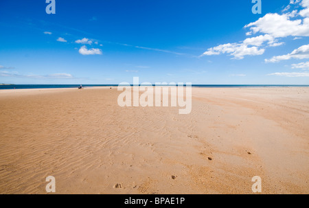 Uomo che cammina i suoi cani su una deserta spiaggia di Northumberland Foto Stock