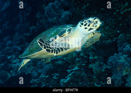 Tartaruga Caretta off fratelli isole, Mar Rosso, Egitto off coast Foto Stock