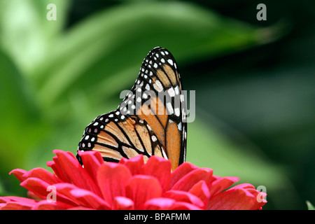 Farfalla monarca, Danaus plexippus, con le ali ripiegate che spuntavano di un fiore rosso. New Jersey, USA, America del Nord Foto Stock