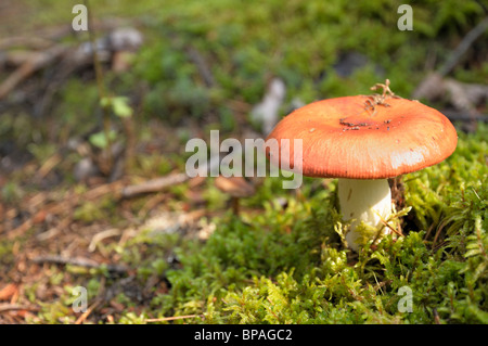 Fungo lungo il gufo grigio trail, Prince Albert Parco Nazionale. Foto Stock