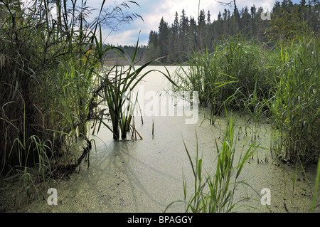 Bog sul grigio Sentiero del Gufo, Prince Albert Parco Nazionale. Foto Stock