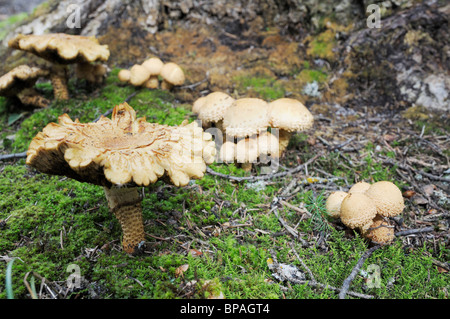 Fungo lungo il gufo grigio trail, Prince Albert Parco Nazionale. Foto Stock