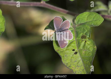 Piccolo Blu Cupido maschio minimus butterfly crogiolarvi al sole su foglie di piante a Durlston Country Park, Dorset in luglio. Foto Stock