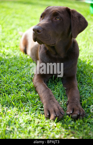 Marrone cioccolato Labrador cucciolo Foto Stock