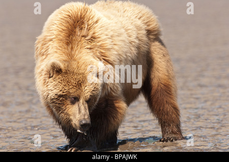 Foto di stock di una bionda-fase costiere Alaska orso bruno scavo per le vongole con la bassa marea. Foto Stock