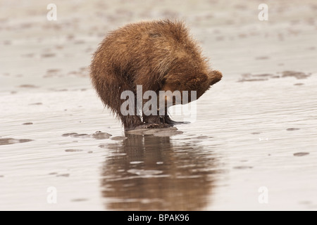 Foto di stock di Alaska marrone costiere Bear Cub caccia per i cannolicchi con la bassa marea. Foto Stock