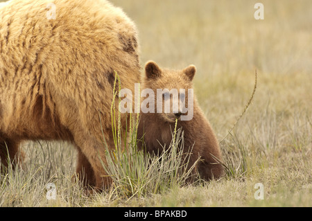 Foto di stock di un orso bruno cub seduto da sua madre in un prato, il Parco Nazionale del Lago Clark, Alaska, luglio 2010. Foto Stock