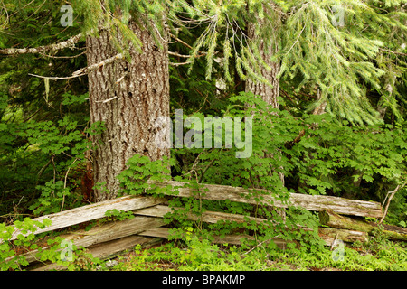 Split cancellata, abeti e di vigna acero. Mt Rainier National Park, Washington. Foto Stock