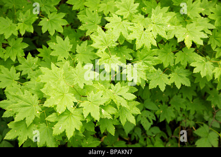 Vite foglie di acero (Acer circinatum). Il Parco Nazionale del Monte Rainier, Washington Foto Stock