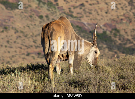 Un eland bull (Taurotragus oryx) in Mountain Zebra National Park, Sud Africa. Foto Stock