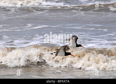 American, Oystercatchers Haematopus palliatus, Lagoa do Peixe National Park, Mostardas, Rio Grande do Sul - Brasile Foto Stock