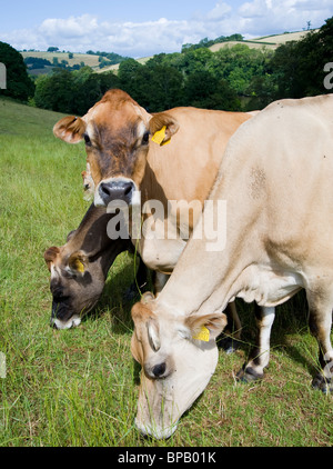 Jersey mucche al pascolo a Sharpham nel Devon Regno Unito Foto Stock