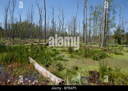 Le alghe-coperto palude con alberi morti in Indiana Dunes National Lakeshore. Beverly rive, Indiana, luglio 2010. Foto Stock