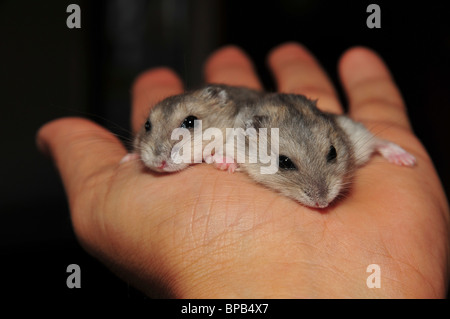Pet bianco inverno russo criceti nani (Phodopus sungorus) Foto Stock