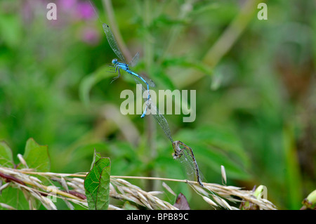 Damselflies catturati in spider web Foto Stock