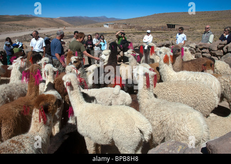 Alpaca, Vicugna pacos, con colorati orecchio le etichette di identificazione in mostra per i turisti, vicino a Arequipa, Perù. Foto Stock