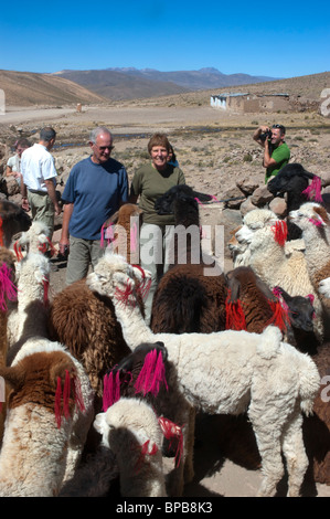 Alpaca, Vicugna pacos, con colorati orecchio le etichette di identificazione in mostra per i turisti, vicino a Arequipa, Perù. Foto Stock