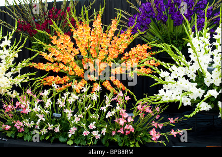 Fiori in mostra a Shrewsbury Flower Show, Shropshire, Regno Unito Foto Stock