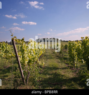 Filari di viti al Denbies Wine Estate, il più grande vigneto in Inghilterra situato vicino a Dorking in North Downs, Surrey, Regno Unito Foto Stock