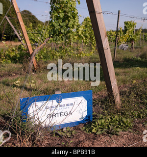 Ortega uve al Denbies Wine Estate, vicino a Dorking, Surrey Foto Stock