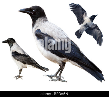 Grigio a raven su uno sfondo bianco, un collage da tre foto: l'individuo adulto, un giovane uccello, un corvo in volo. Foto Stock