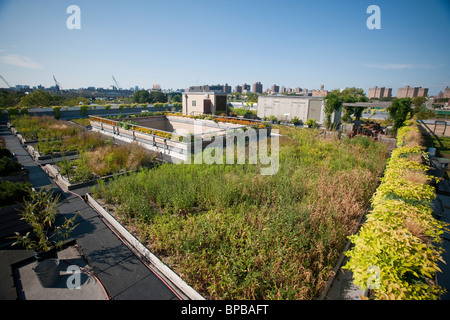 5 Boro il tetto verde giardino sul tetto della NYC Parchi e Ricreazione dipartimento amministrazione edificio su Randall's Island in NY Foto Stock