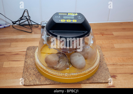 Pulcino di schiusa in un incubatore - appartiene al fotografo Foto Stock