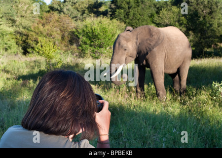 Elefante africano Loxodonta africana, fotografata da turista, Makalali Game Reserve, Sud Africa Foto Stock