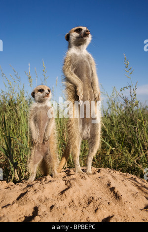 Meerkat con giovani, suricata Suricatta, il Kalahari Meerkat Project, Van Zylsrus, Northern Cape, Sud Africa Foto Stock