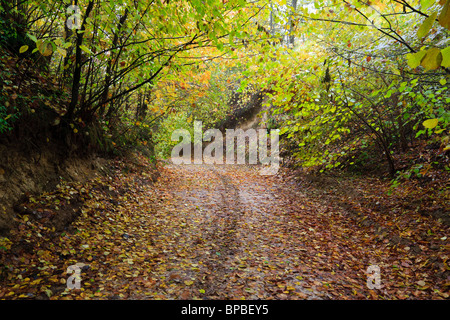 Terreni fangosi strada forestale in autunno nel burrone. Foglie colorate sul terreno. Foto Stock