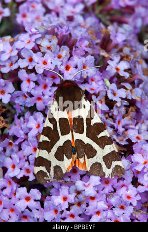Giardino Tiger Moth; Arctia caja; su buddleia Foto Stock