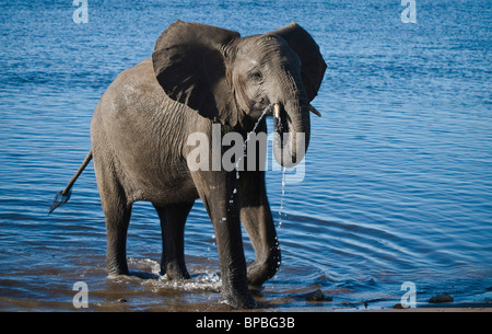 Elefante africano (Loxodonta africana) - singolo vitello di elefante in piedi nel fiume bere - Chobe National Park, Botswana, Sud Africa Foto Stock