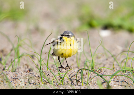 Wagtail giallo; Motacilla flava; maschio Foto Stock