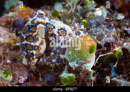 Blu-inanellati octopus, Ambon, Maluku, Indonesia. Foto Stock
