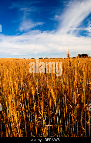 Giallo campo di grano con un grande cielo blu e nuvole Foto Stock