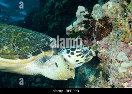 Tartaruga Caretta off fratelli isole, Mar Rosso, Egitto off coast Foto Stock