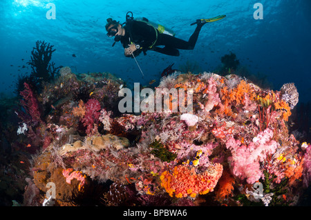 Un subacqueo ad esplorare un reef ricoperta di coralli duri e molli, Misool, Papua occidentale, in Indonesia. Foto Stock