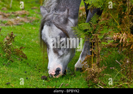 Ritratto di testa di grigio cob pony pascolano in Brecon Mori Foto Stock