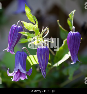 In prossimità dei quattro clematis retroilluminato fiori dal sole contro uno sfondo scuro Foto Stock