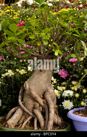 Albero di Bonsai in una pentola Foto Stock