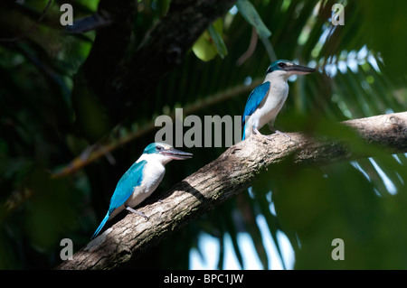 Collare (Kingfisher Todiramphus chloris) Foto Stock